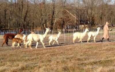 The Alpaca Adventure at Free Radical Ranch – Discover the Beauty and Charm of Suri and Huacaya Alpacas