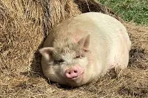 From Rescue to Recovery: Stories of Our Rescued Animals – Spotlight on Oliver