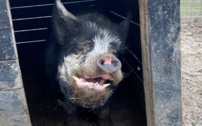 Meet Rex: The Cute Ugly-Duckling Ambassador of Free Radical Ranch