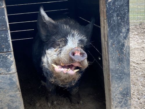 Meet Rex: The Cute Ugly-Duckling Ambassador of Free Radical Ranch