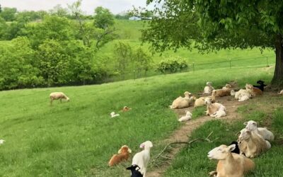 Why We Raise Katahdin Hair Sheep at Free Radical Ranch – Discovering the Magic of Katahdins